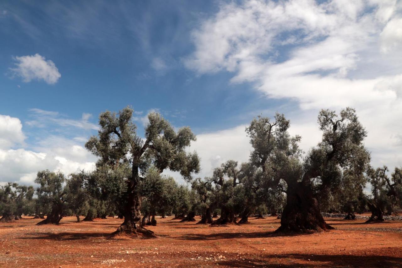 Masseria Conca D'Oro ออสตูนี ภายนอก รูปภาพ