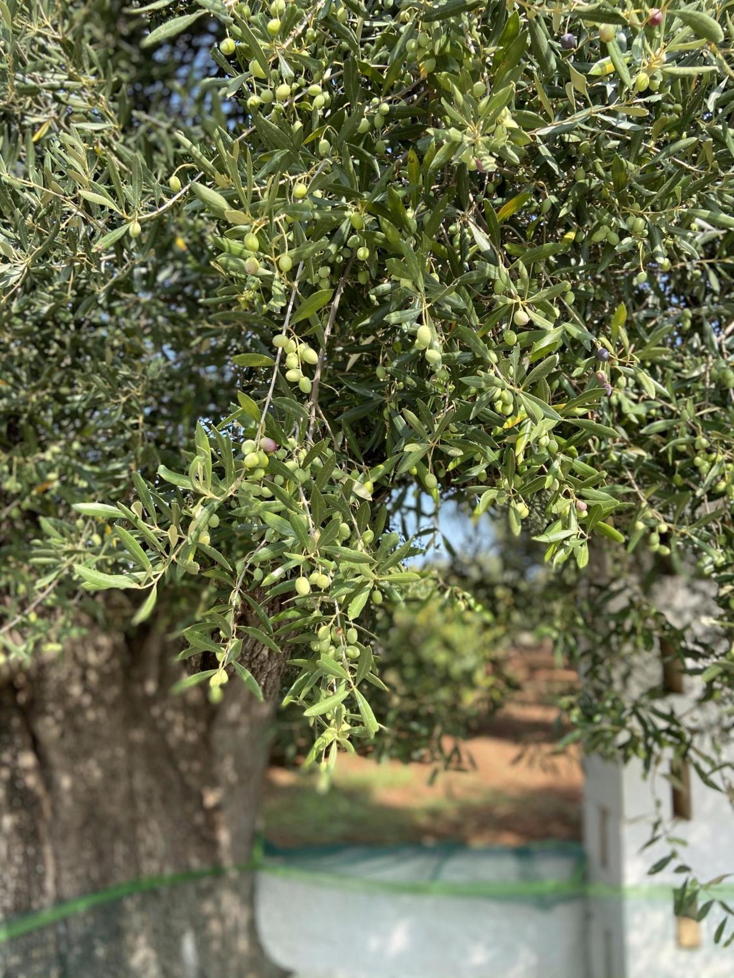 Masseria Conca D'Oro ออสตูนี ภายนอก รูปภาพ