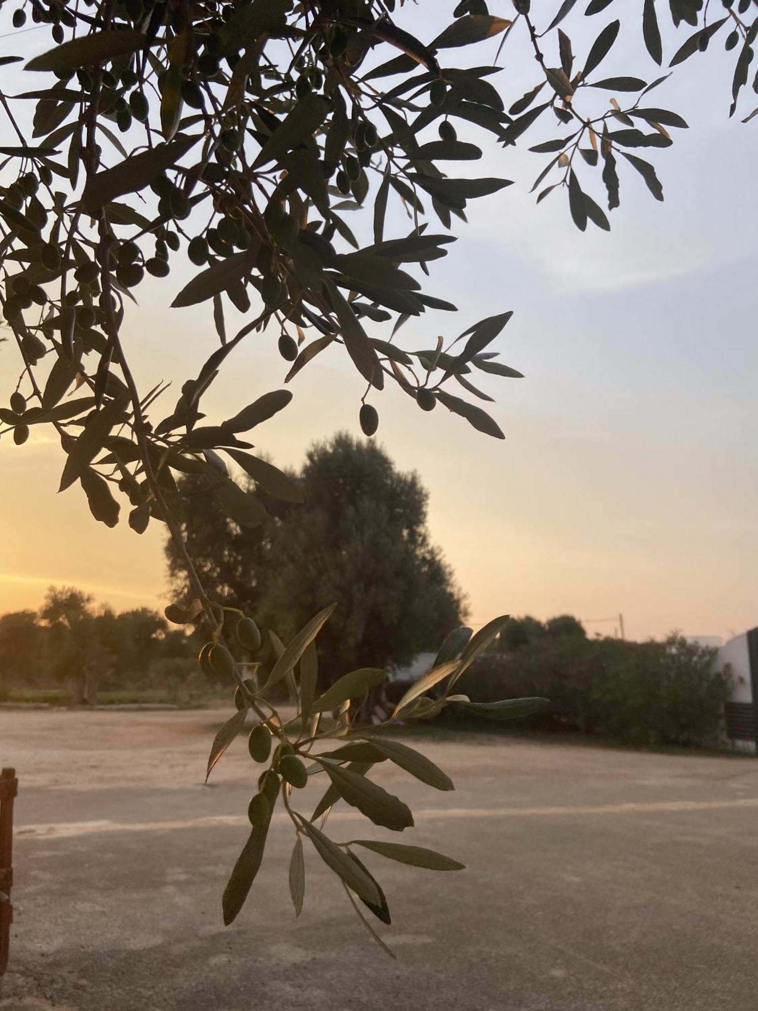 Masseria Conca D'Oro ออสตูนี ภายนอก รูปภาพ